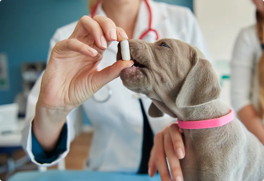 Veterinarian giving a tablet to a puppy